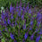 Salvia nemorosa ‘Violet Profusion’  - Violet Profusion Meadow Sage