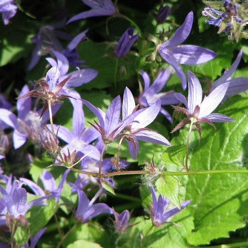 Bellflower, Blue Waterfall Bellflower