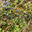 Privet, Amur Privet