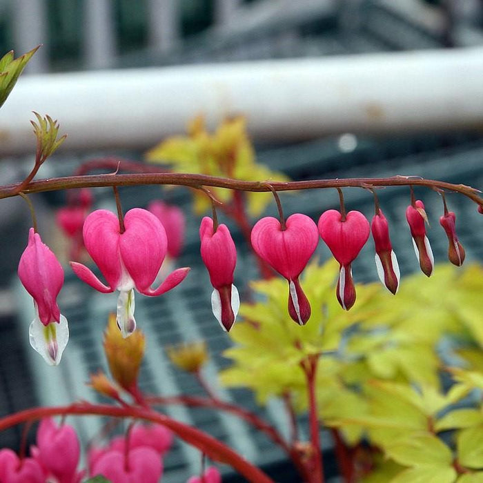Bleeding Heart, Gold Heart Bleeding Heart