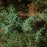 Juniper, Pencil Point Juniper