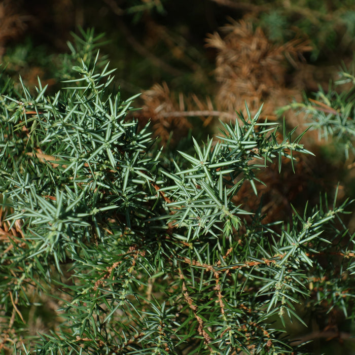 Juniper, Pencil Point Juniper