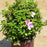 Azalea, Encore Autumn Twist Azalea