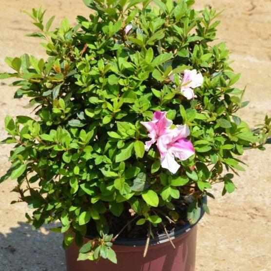Azalea, Encore Autumn Twist Azalea