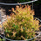 Arborvitae, Fire Chief™ Globe Arborvitae