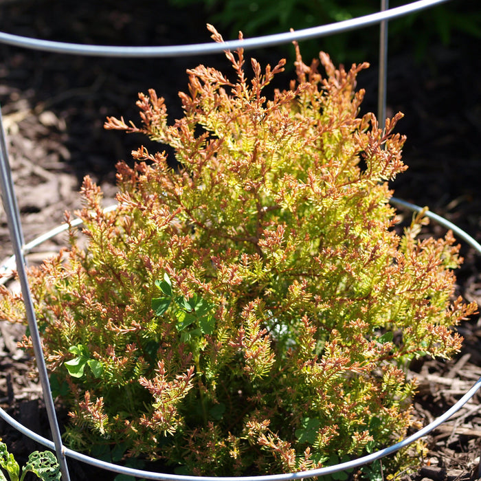Arborvitae, Fire Chief™ Globe Arborvitae