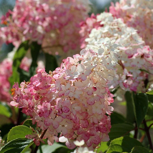 Hydrangea, First Editions® Strawberry Sundae® Paniculata Hydrangea