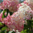 Hydrangea, First Editions® Strawberry Sundae® Paniculata Hydrangea