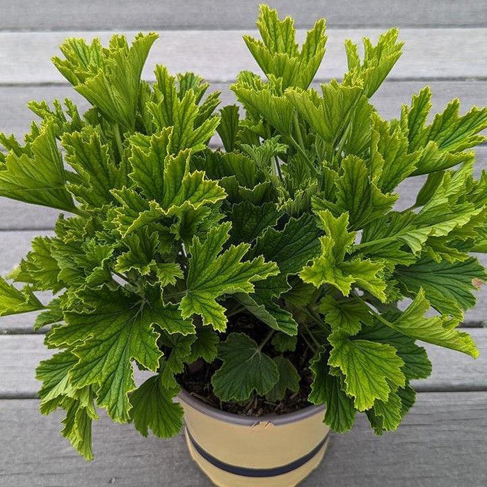 Pelargonium x 'Orange Fizz'  - Orange Fizz Scented Geranium