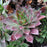 Sempervivum 'Black'  - Black Echeveria, Hens and Chicks