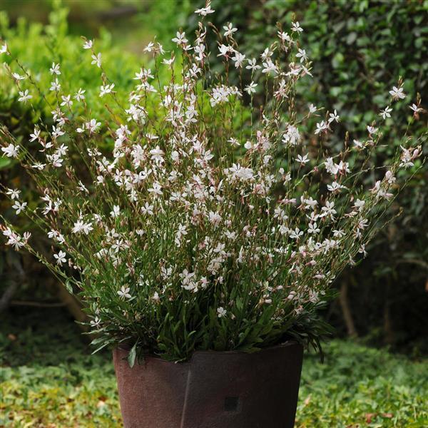 Gaura lindheimeri 'Sparkle White'  - Sparkle White Gaura