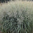 Grass, Prairie Winds® Niagara Falls Switch Grass