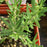 Rosemary, Salem Rosemary