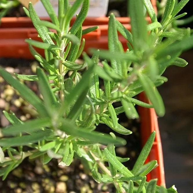 Rosemary, Salem Rosemary