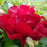 Peony, Scarlet Heaven Itoh Peony