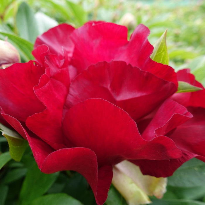 Peony, Scarlet Heaven Itoh Peony