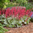 Coral Bells, Dolce® Spearmint Heuchera