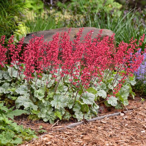 Coral Bells, Dolce® Spearmint Heuchera
