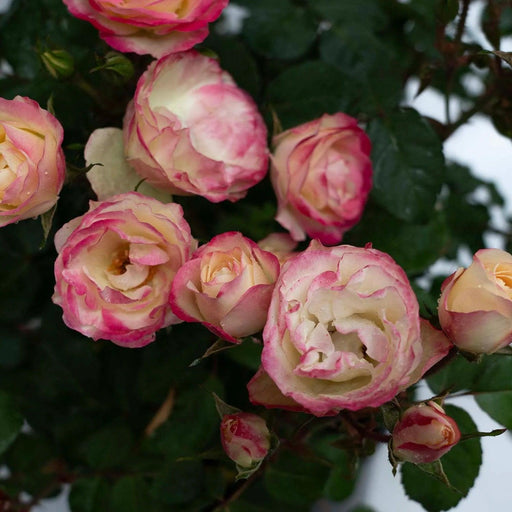 Rose, Enchanted Meadow™ Rose