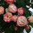 Rose, Enchanted Meadow™ Rose