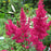 Astilbe, Montgomery Japanese Astilbe