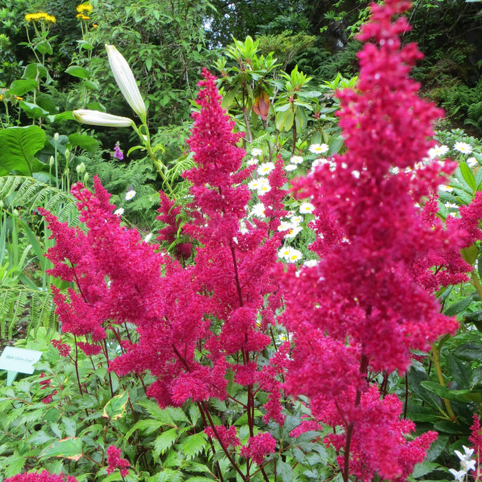 Astilbe, Montgomery Japanese Astilbe