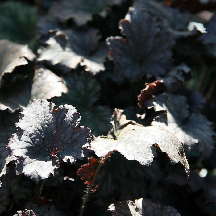 Coral Bells, Frosted Violet Coral Bells