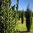 Ilex crenata 'Sky Pencil'  - Sky Pencil Japanese Holly