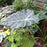 Alocasia, Masquerade™ Mayan Mask Alocasia