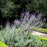 Russian Sage
