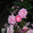 Rose, The Fairy Rose