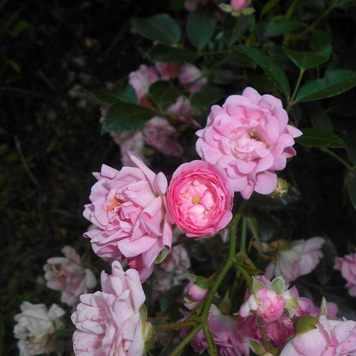 Rose, The Fairy Rose