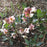 Ivory Prince Lenten Rose