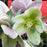 Ivory Prince Lenten Rose