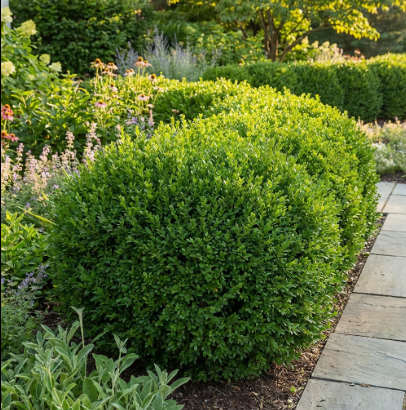 Boxwood, BetterBoxwood® Heritage™ Boxwood
