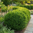 Boxwood, BetterBoxwood® Heritage™ Boxwood