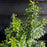 Holly, Gem Box® Inkberry Holly