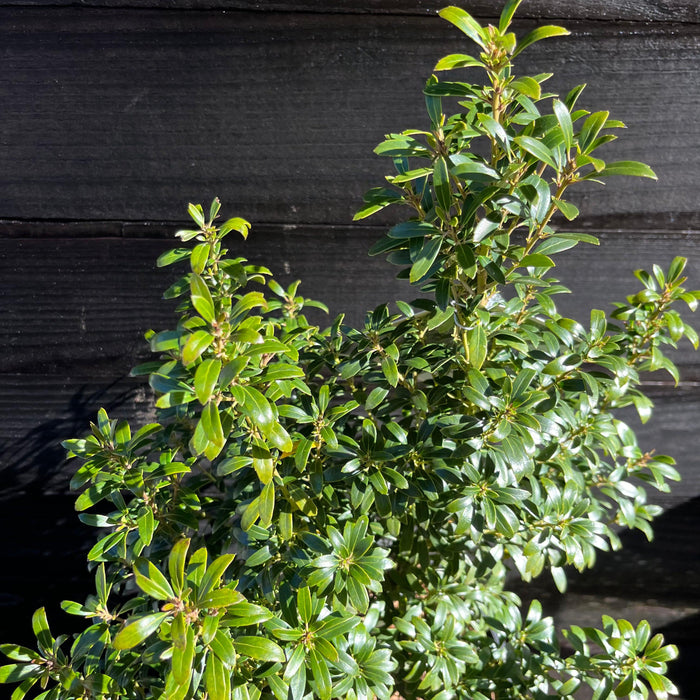 Holly, Gem Box® Inkberry Holly