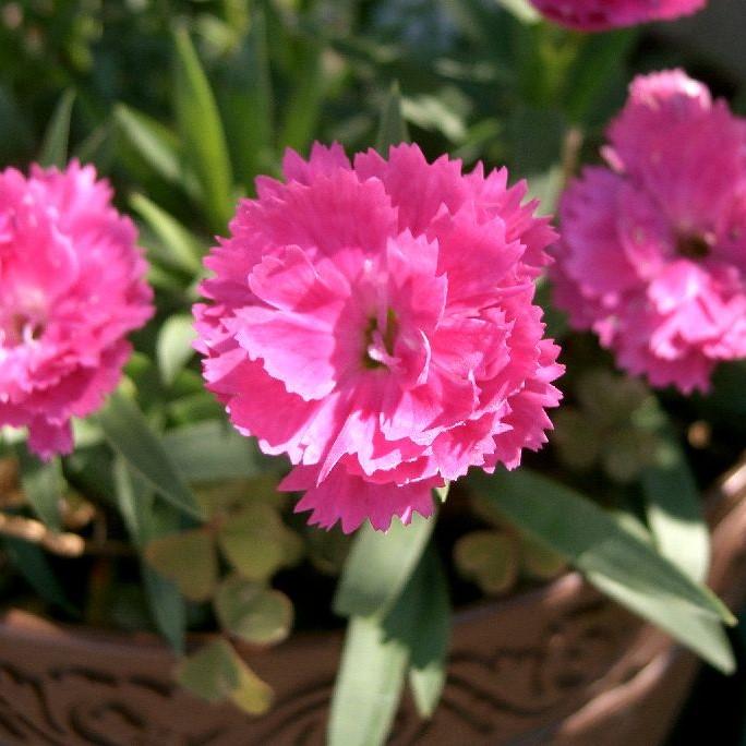 Dianthus, EverLast™ Orchid Dianthus