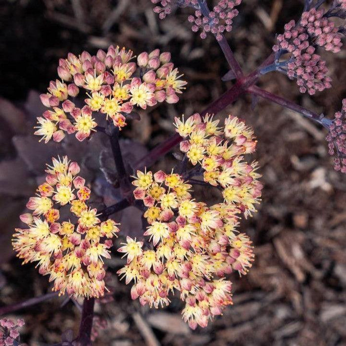 Sedum, Puff Pastry™ White Chocolate Stonecrop