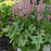 Foamy Bells, Pink Fizz Foamy Bells