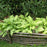 Hosta, Dancing Queen Hosta