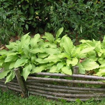 Hosta, Dancing Queen Hosta