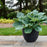 Hosta, PW® Shadowland® Diamond Lake Hosta