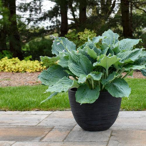 Hosta, PW® Shadowland® Diamond Lake Hosta