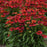Coneflower, Sombrero® Tres Amigos Coneflower