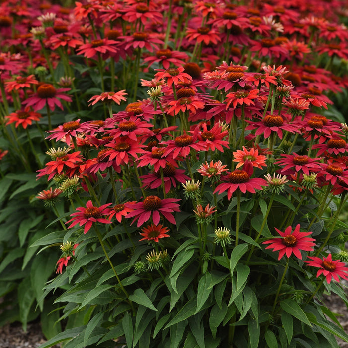 Coneflower, Sombrero® Tres Amigos Coneflower