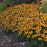 Black Eyed Susan, Little Goldstar Black-Eyed Susan