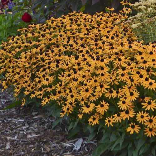 Black Eyed Susan, Little Goldstar Black-Eyed Susan