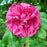 Rose, Hansa Landscape Shrub Rose